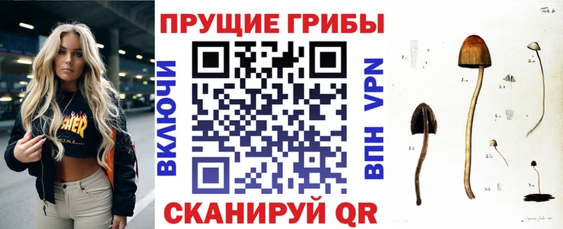 Псилоцибиновые грибы Psilocybine cubensis  как найти закладки  Малоярославец 